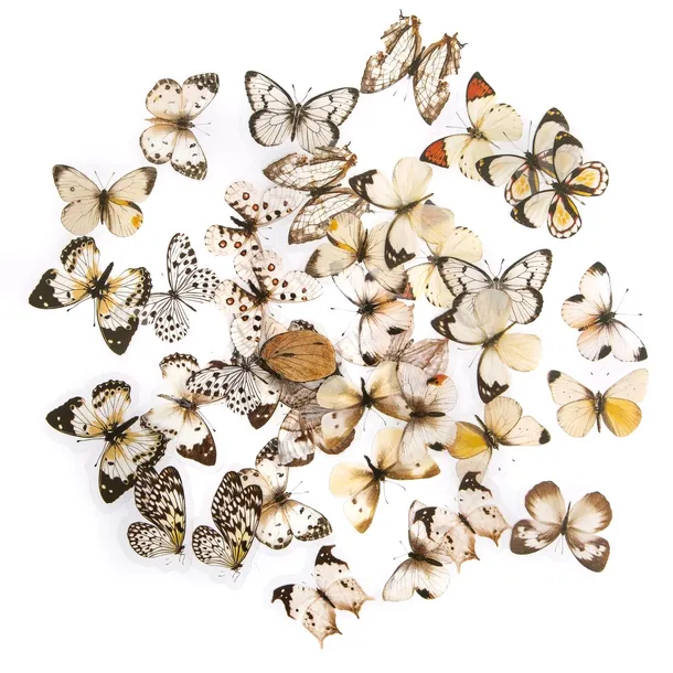 NAKLEJKI PET MOTYLE 40 SZT DpCraft mix motylki ozdobne eko scrapbooking