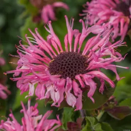 pysznoglowka-ogrodowa-bee-lieve-monarda-hybrida