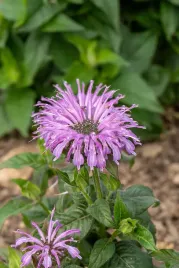 pysznoglowka-ogrodowa-sugar-buzz-blue-moon-monarda-hybrida