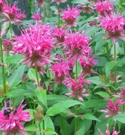 pysznoglowka-didyma-marshalls-delight-monarda-didyma