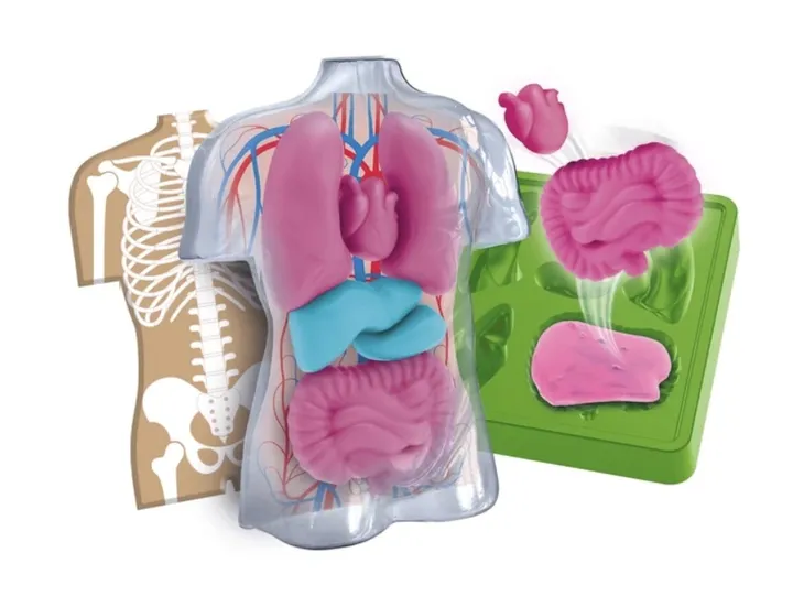 anatomia-marka-clementoni