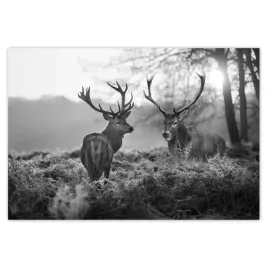 fototapety-152x104-czarno-biale-jelenie