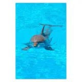 fototapety-169x254-delfin