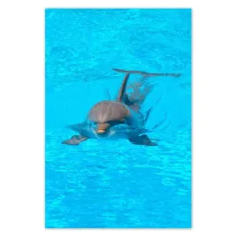 fototapety-169x254-delfin