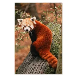 fototapety-169x254-pandka-ruda-panda-mala-panda-czerwona-mniejsza