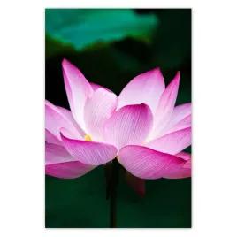 fototapety-169x254-kwiat-lotosu