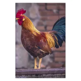 fototapety-169x254-kogut-prawdziwy-wojownik
