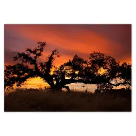 fototapety-152x104-akacja-w-afryce