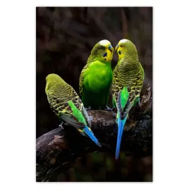 fototapety-169x254-papugi-papuzki-ptaszki