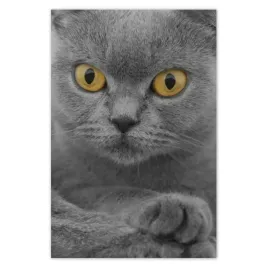 fototapety-169x254-szary-kotek-brytyjski