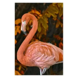 fototapety-169x254-pelikan-w-naturze