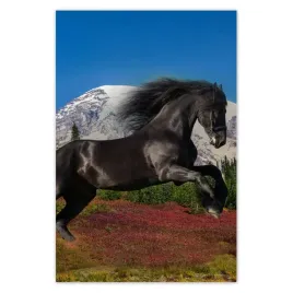 fototapety-169x254-ogier-fryzyjski-kon-konie