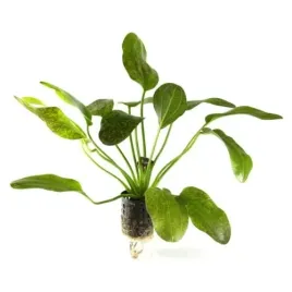 echinodorus-green-flame-nakrapiana-zabienica-koszyk