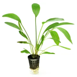 echinodorus-tanzende-wysoka-zabienica-ozdobna-koszyk