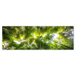 fototapety-200x66-bambusowy-las-tropikalny