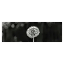 fototapety-200x66-dmuchawiec-kwiat-makro