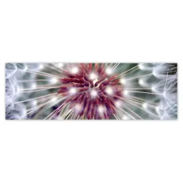 fototapety-200x66-dmuchawiec-kwiat-kwiatki