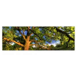 fototapety-200x66-dab-w-rogalinie-zachod