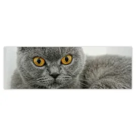 fototapety-200x66-kot-brytyjski-krotkowlosy