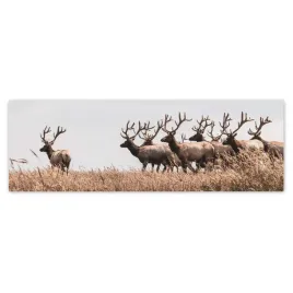fototapety-200x66-stado-jeleni-rogi-rog