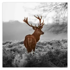 fototapety-208x208-dostojny-jelen-z-rogami