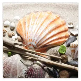 fototapety-208x208-muszle-z-baltyckiej-plazy
