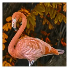 fototapety-208x208-pelikan-w-naturze