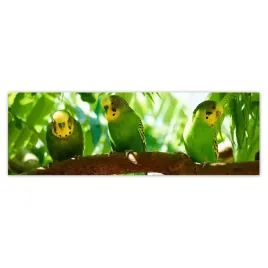fototapety-200x66-papugi-papuzki-ptaszki