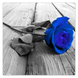 fototapety-208x208-atramentowa-roza