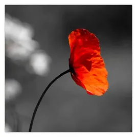 fototapety-208x208-rozkwitniety-czerwony-mak