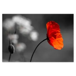 fototapety-200x135-rozkwitniety-czerwony-mak