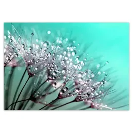 fototapety-208x146-krople-rosy-dmuchawiec
