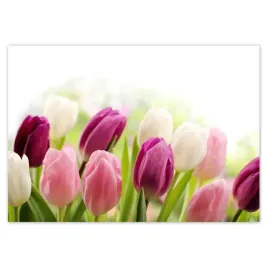 fototapety-208x146-piekne-tulipany