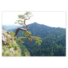 fototapety-208x146-samotne-drzewo