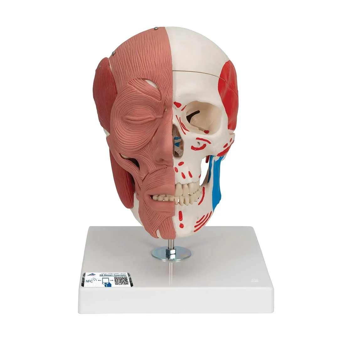 czaszka-anatomiczna-3b-scientific