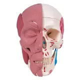 czaszka-anatomiczna-3b-scientific-stan-nowy