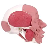 czaszka-anatomiczna-3b-scientific-waga-1-kg