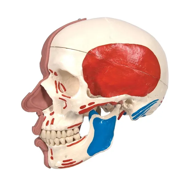 czaszka-anatomiczna-3b-scientific-model-1020181