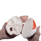 czaszka-anatomiczna-3b-scientific-marka-3b-scientific
