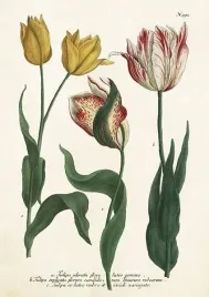 karnet-st449-b6-koperta-tulipany