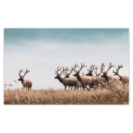 fototapety-416x254-stado-jeleni-rogi-rog