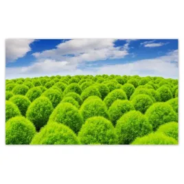 fototapety-520x318-zielone-spojrzenie-dolina