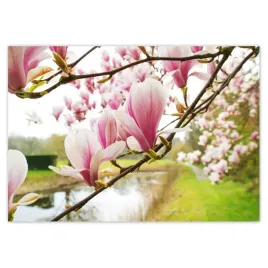 fototapety-416x290-magnolie-w-poznaniu-kwiat