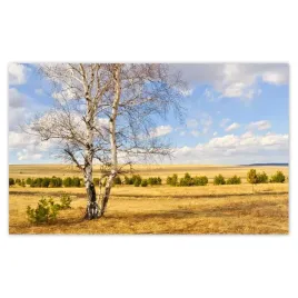 fototapety-520x318-brzoza-na-polu-pejzaz