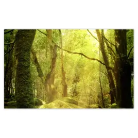 fototapety-520x318-magiczny-las-krajobraz