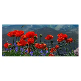 fototapety-250x104-czerwone-maki-kwiaty