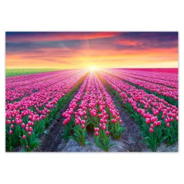 fototapety-416x290-morze-tulipanow-tulipany