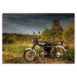 fototapety-416x290-czarny-simson-w-plenerze