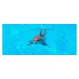 fototapety-250x104-delfin