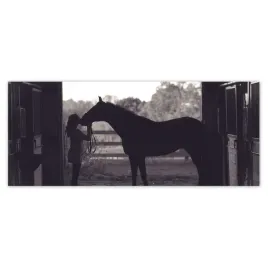 fototapety-250x104-kon-konie-jezdziectwo